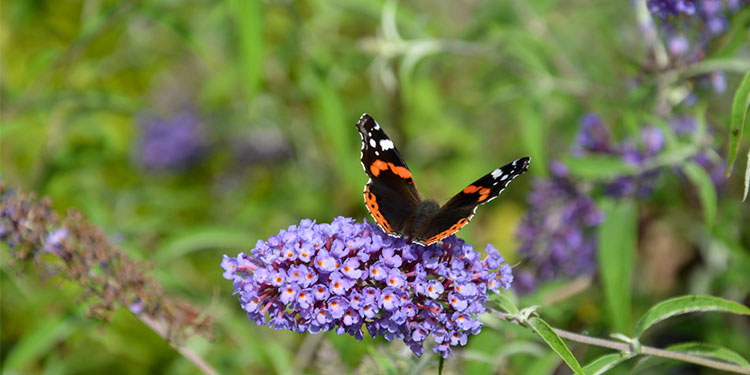 Schnellwachsende Gehölze für den Garten