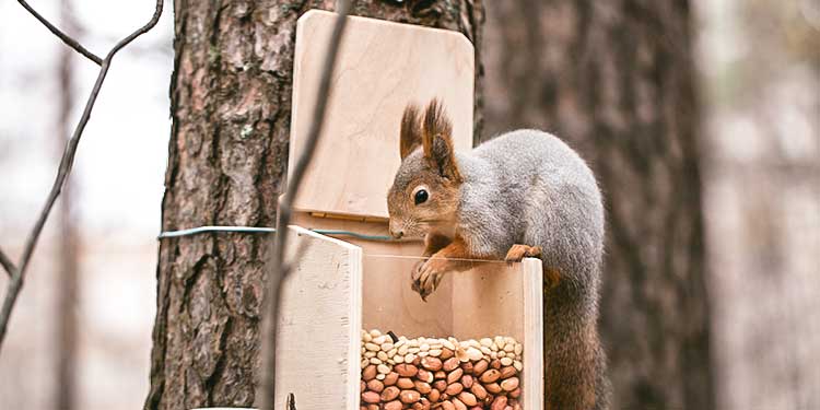 Tiere im Garten durch den Winter helfen