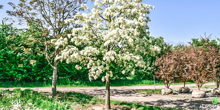 Ölbaumgewächse: Kleine Blüten und Blätter setzen sich gekonnt in Szene 