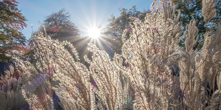 Gräser und Farne – die heimlichen Stars im Garten