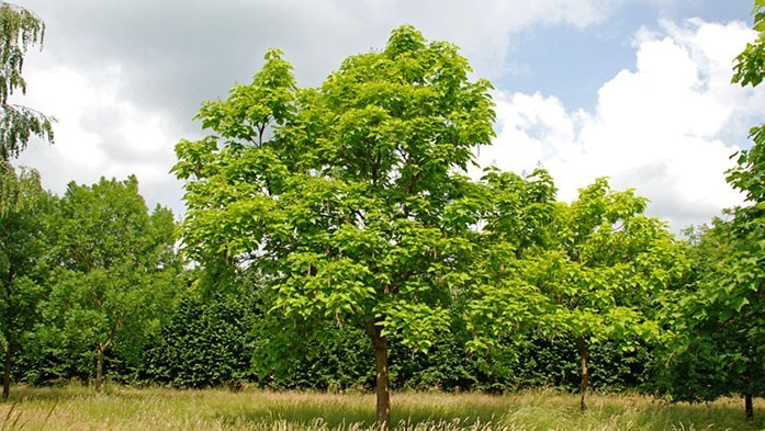 Catalpa bignonioides