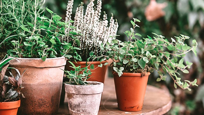 Im Topfgarten kleine Akzente setzen mit Kräutern