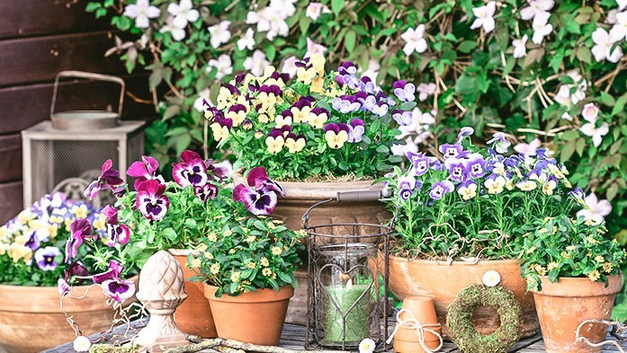 Im Topfgarten große und kleine Gefäße miteinander kombinieren