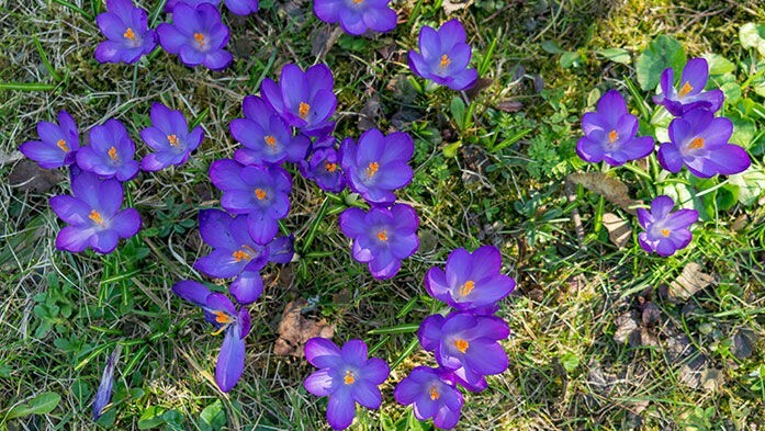 Krokus