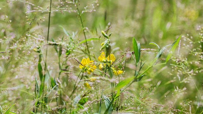 Wildes-Gras